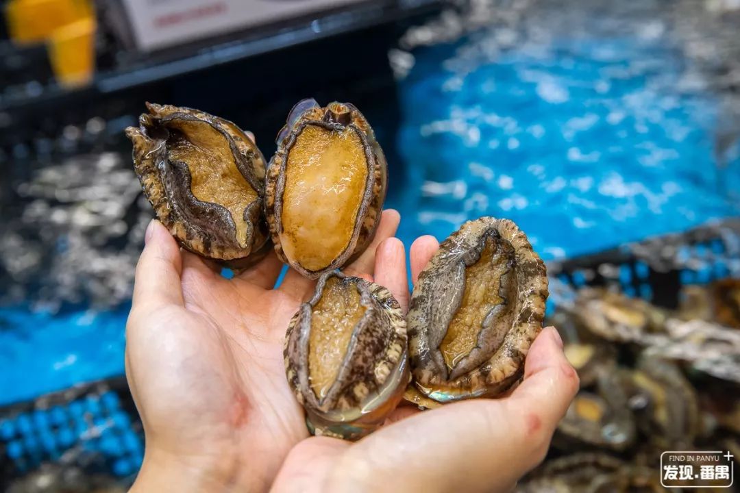 鲍鱼最新行情分析与市场动态