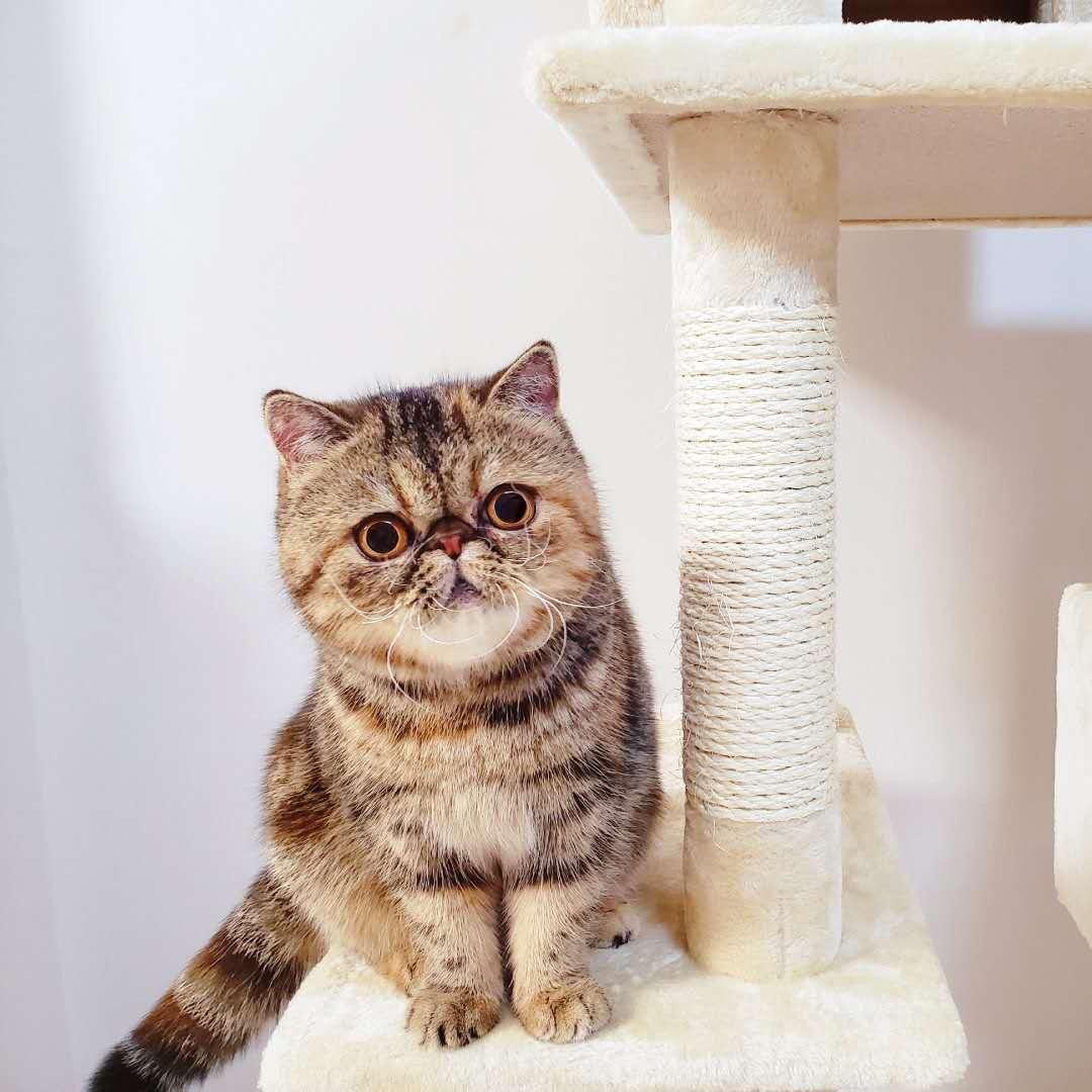 明星猫,明星猫，闪耀的宠物之星