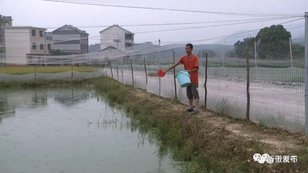 泥鳅养殖行情，小巷深处的鲜味宝藏探秘