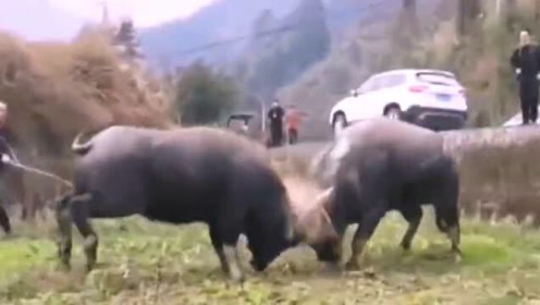 牛牛碰在线最新网站，高科技产品引领时代风潮，开启全新在线体验之旅